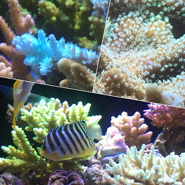 aquarium_seaさんの実例写真