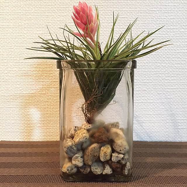 棚/エアプランツのインテリア実例 - 2016-12-09 22:43:40
