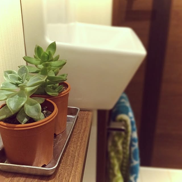 バス/トイレ/多肉植物/セリアのインテリア実例 - 2014-11-11 19:48:08