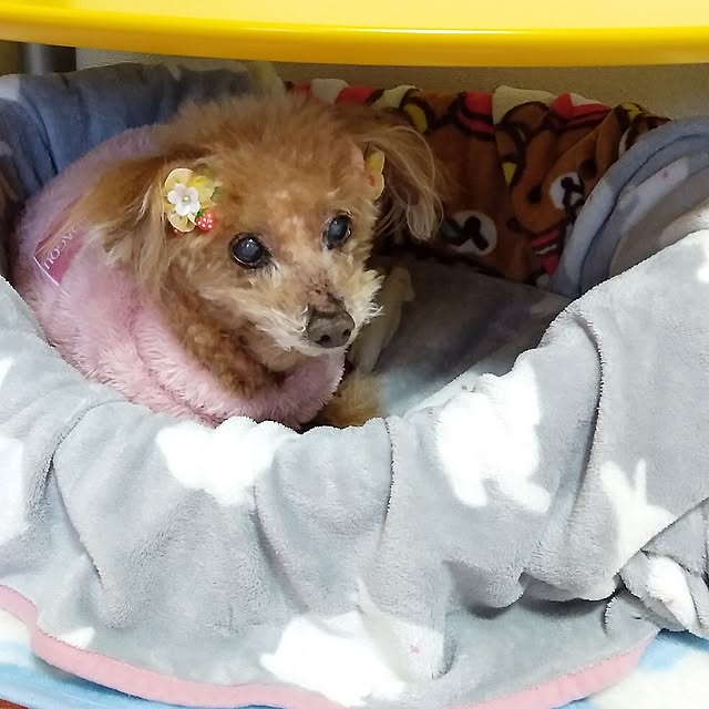 makayokoさんの部屋