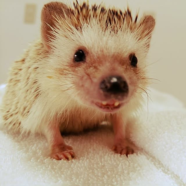 kuruさんの実例写真
