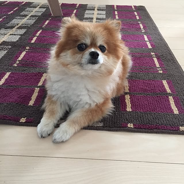 pariさんの実例写真