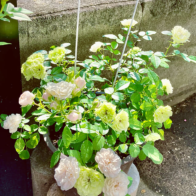 思い出の日/植物のある暮らし/薔薇のある暮らし/RCの出会いに感謝♡/見てくださってありがとう❁︎...などのインテリア実例 - 2021-08-04 14:22:26