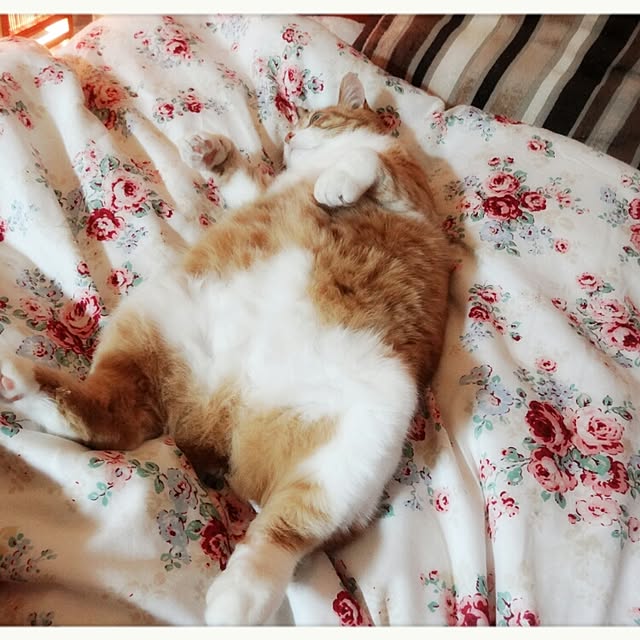 fmkiwi76さんの実例写真