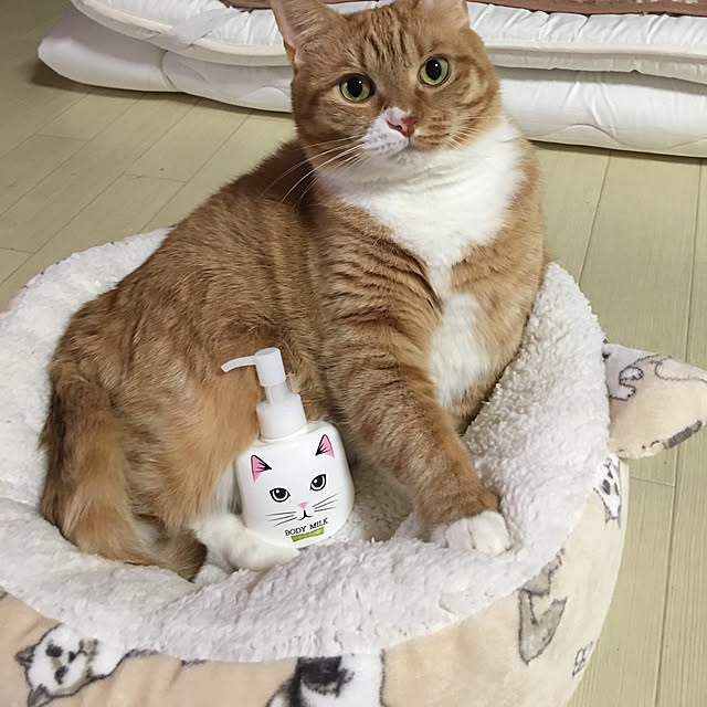 CATさんの実例写真