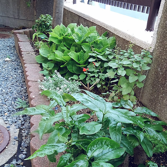 Renさんの実例写真