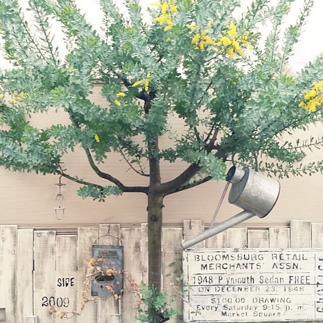 fukumiki+さんの実例写真