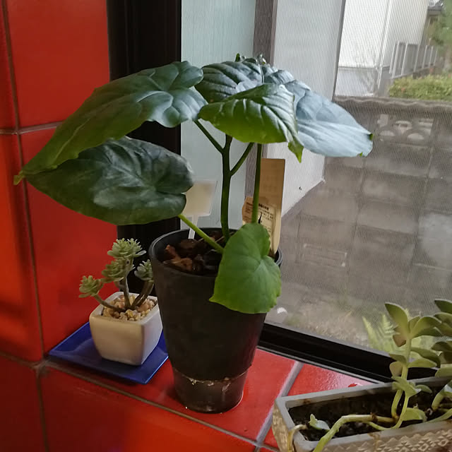 coco1204さんの実例写真