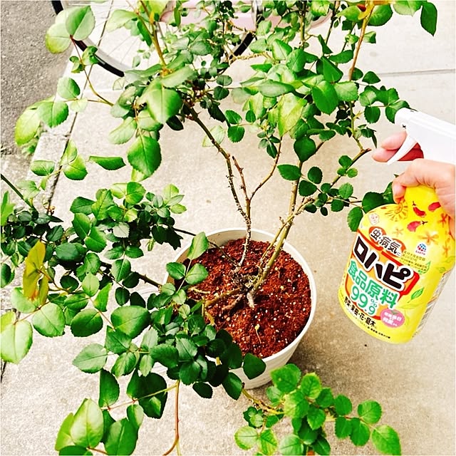 chisaさんの実例写真