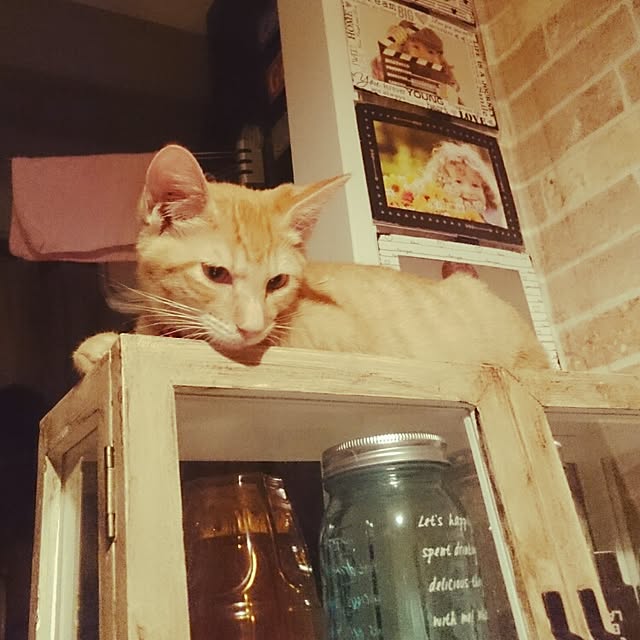 mamemamekoさんの実例写真