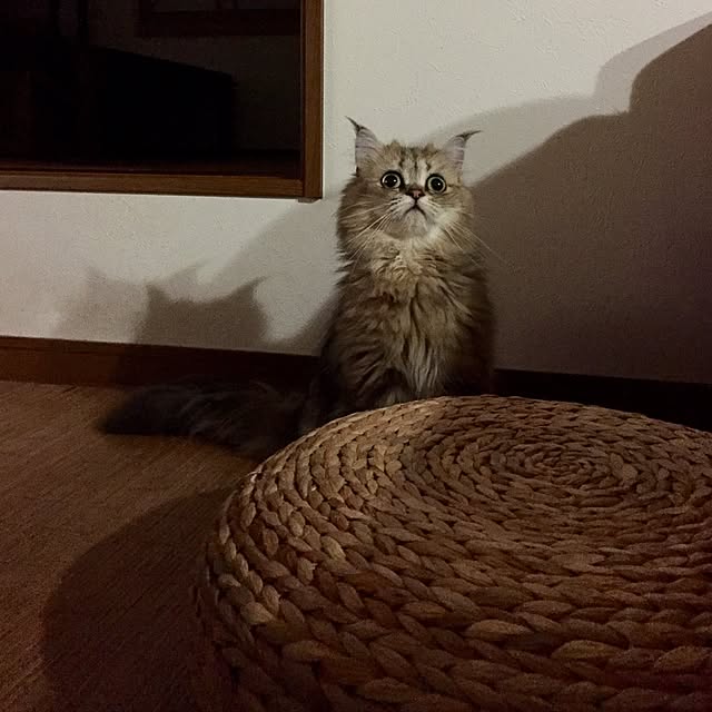 butachanさんの実例写真
