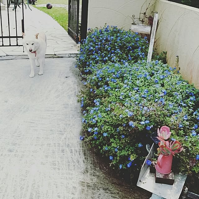 bu-bu-chanさんの実例写真