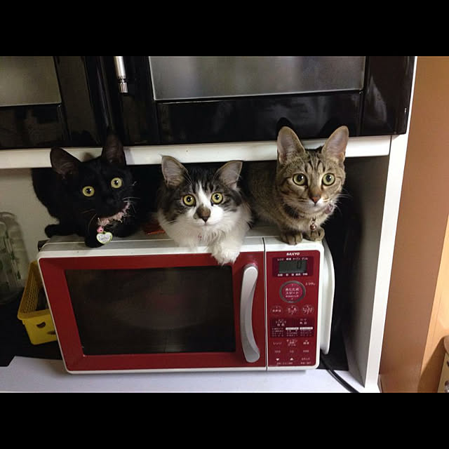 yanさんの実例写真