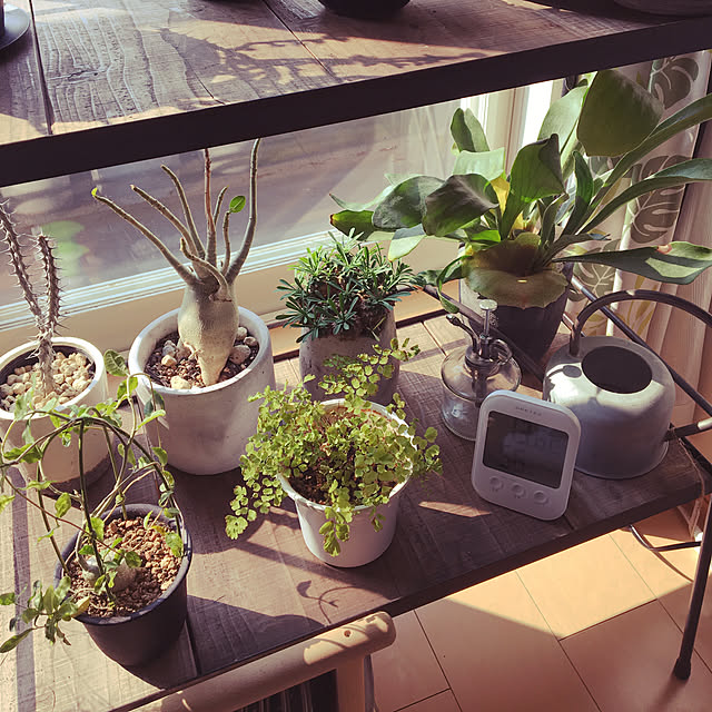 棚/観葉植物のインテリア実例 - 2018-03-25 08:59:57