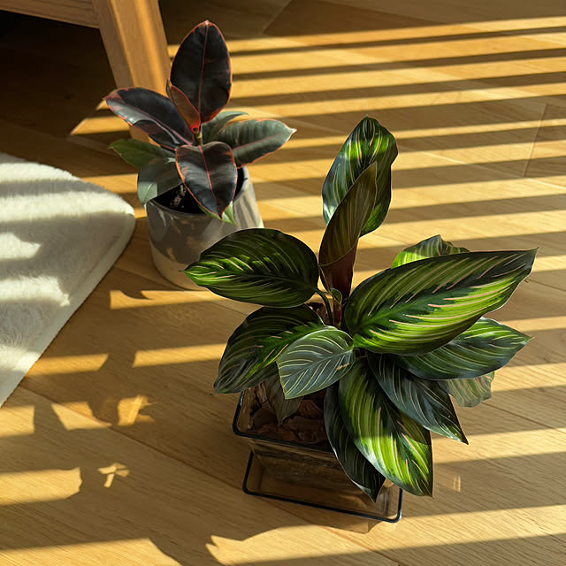 miffy.0044さんの実例写真