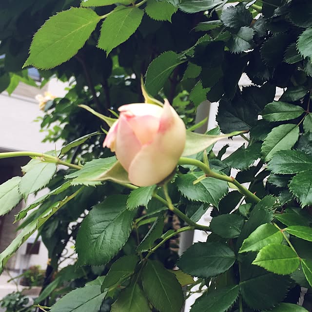 angelrose.yuuさんの実例写真