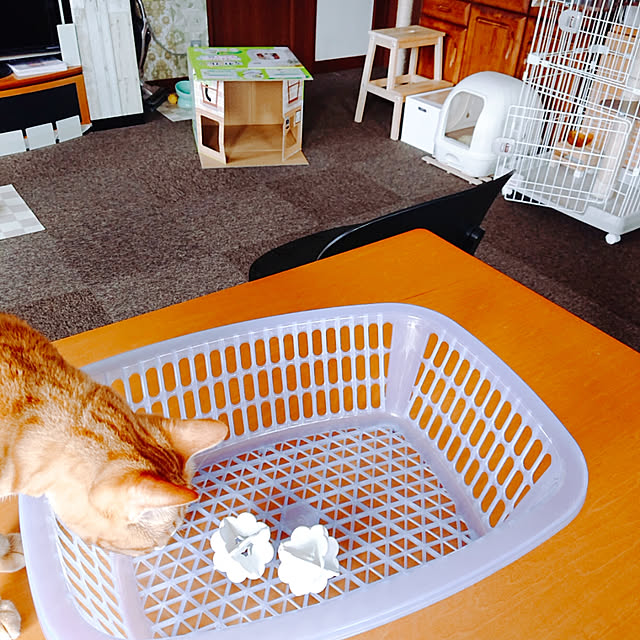 kikiさんの実例写真