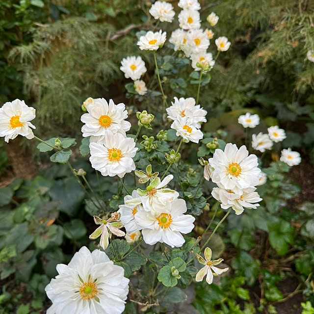 mamizaさんの実例写真