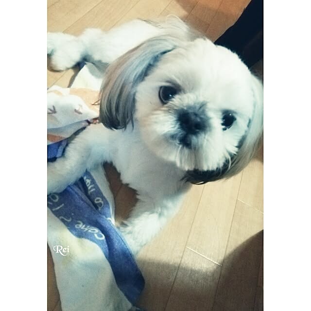 Reiさんの実例写真