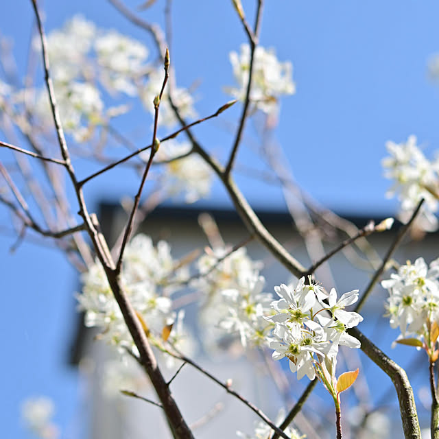 mikigumaさんの実例写真