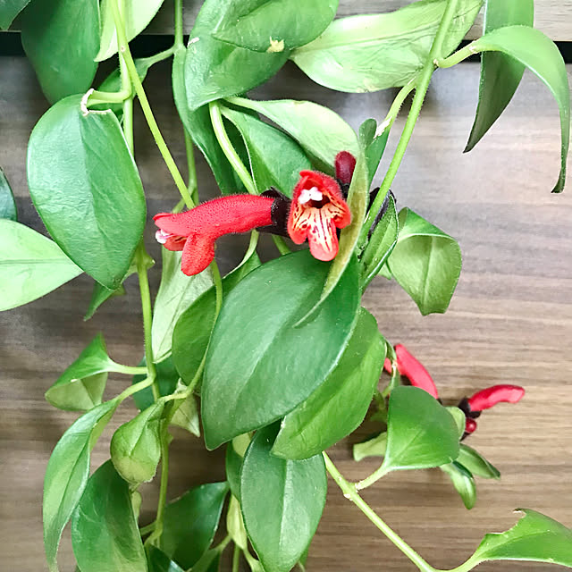 hm_myhomeさんの実例写真
