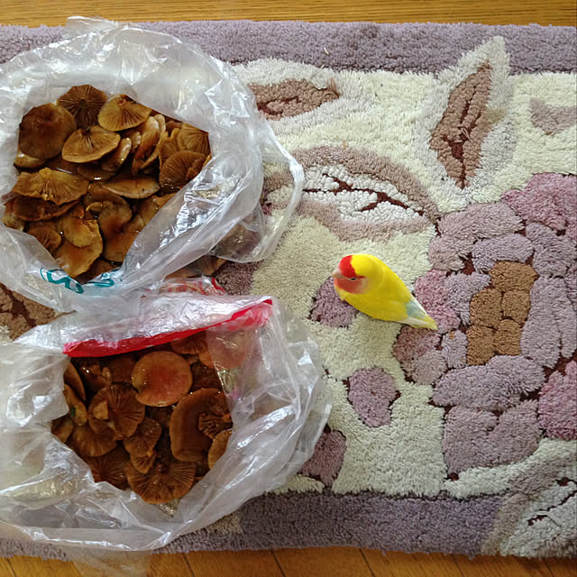 aoinokimiさんの実例写真