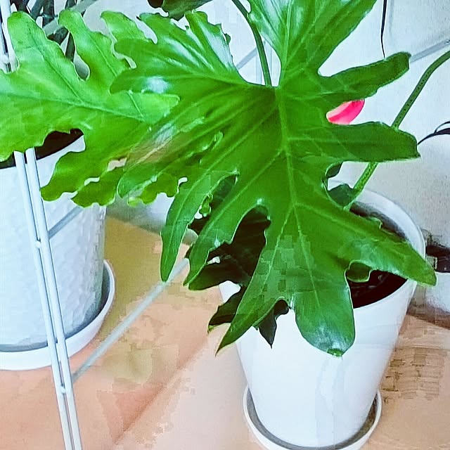 hanachanさんの部屋