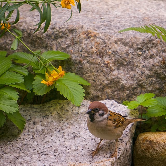 faunさんの部屋