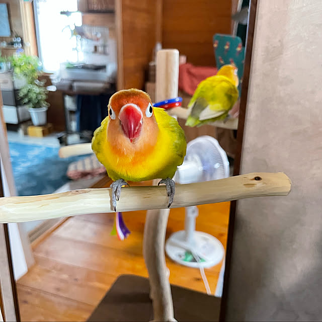 huyuさんの実例写真