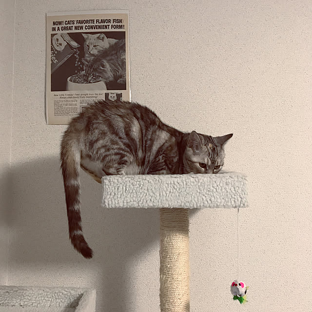tajaboさんの実例写真