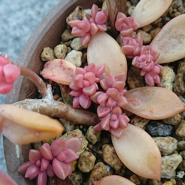 chocoraisinさんの実例写真