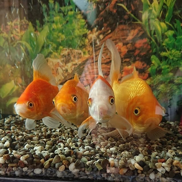 NOAHさんの部屋