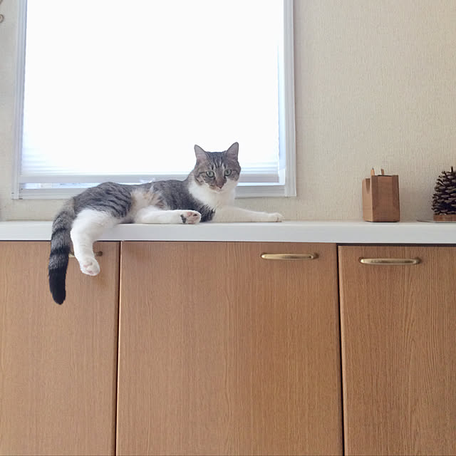 実例写真