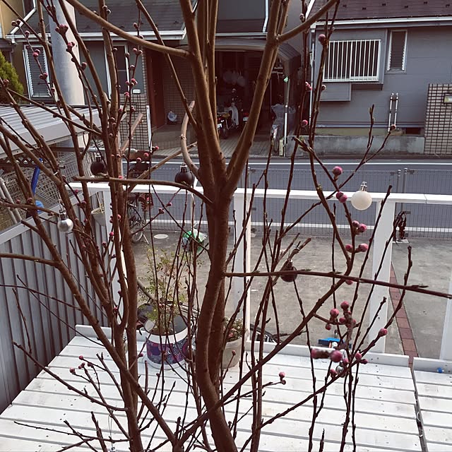 Mikaさんの実例写真