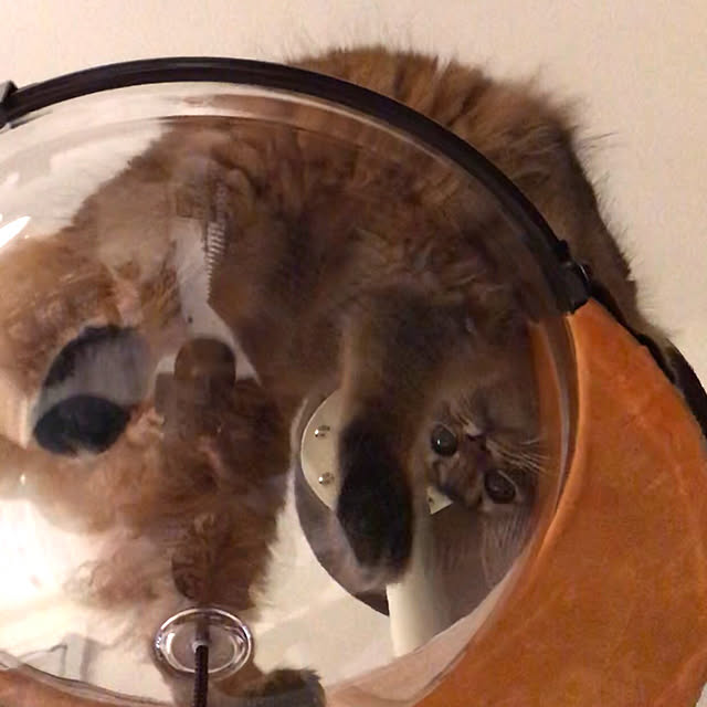 puniyumiさんの実例写真