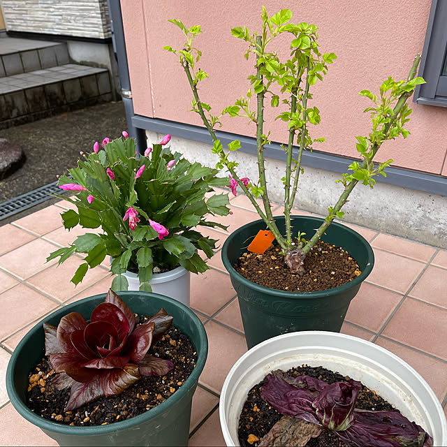 kakoさんの実例写真