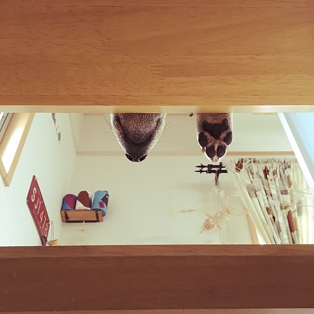 kotaさんの実例写真