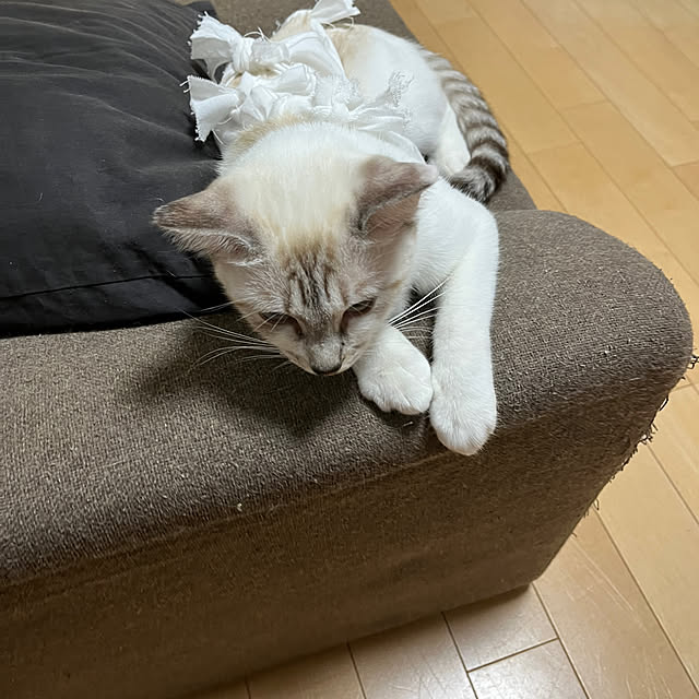 nekoさんの部屋