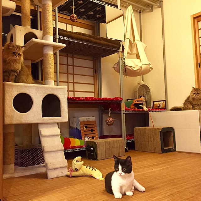 butachanさんの実例写真