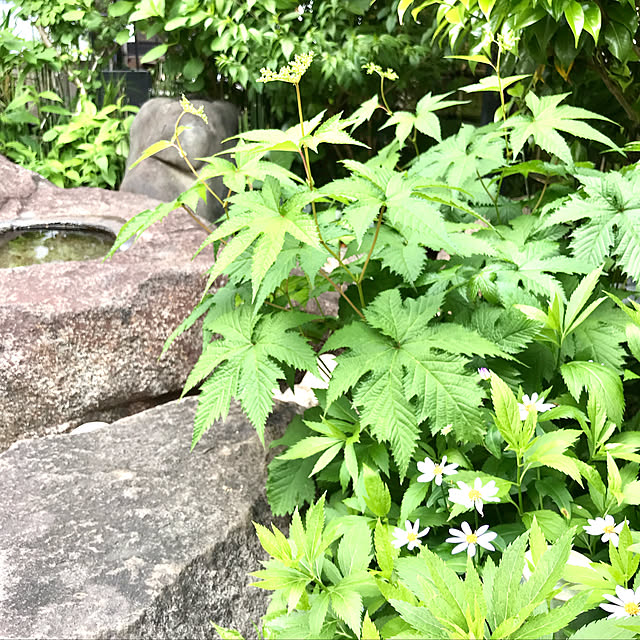 ankoさんの実例写真