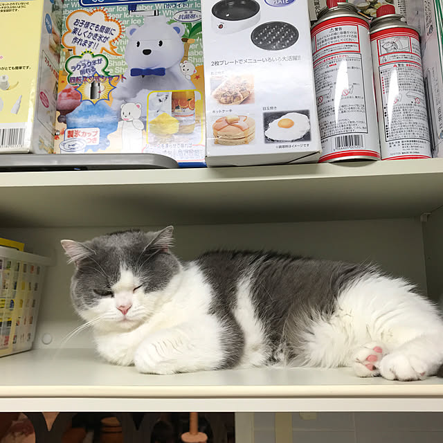 noikoさんの実例写真