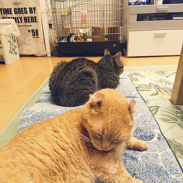 tomoさんの実例写真