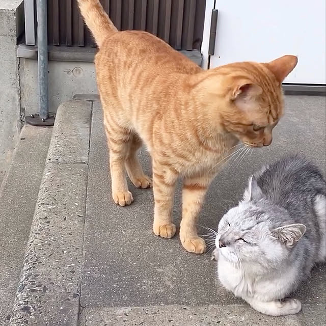 kou-kitiさんの実例写真