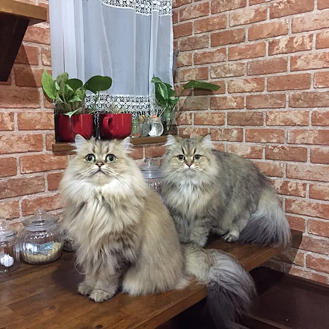 butachanさんの実例写真