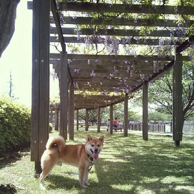 kotaさんの実例写真
