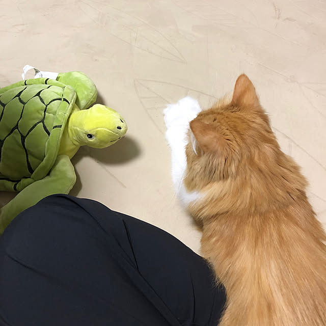 uchidaizuさんの実例写真