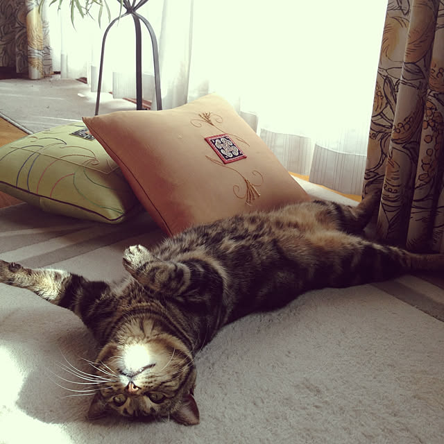 botanさんの実例写真