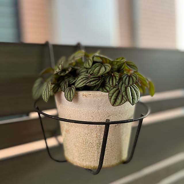 観葉植物のある暮らし/玄関/入り口のインテリア実例 - 2022-08-25 23:32:33