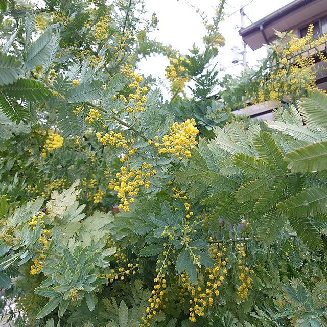 fleur-mamanさんの部屋