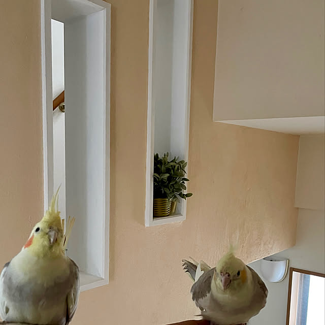 puriyuzuさんの実例写真